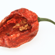 Illustration for article titled Expert: That’s not the way you’re supposed to eat a ghost pepper, guy
